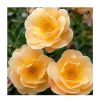 All Ornamental Shrubs * | Flower Carpet Amber' Ground Cover Rose 4L Pot