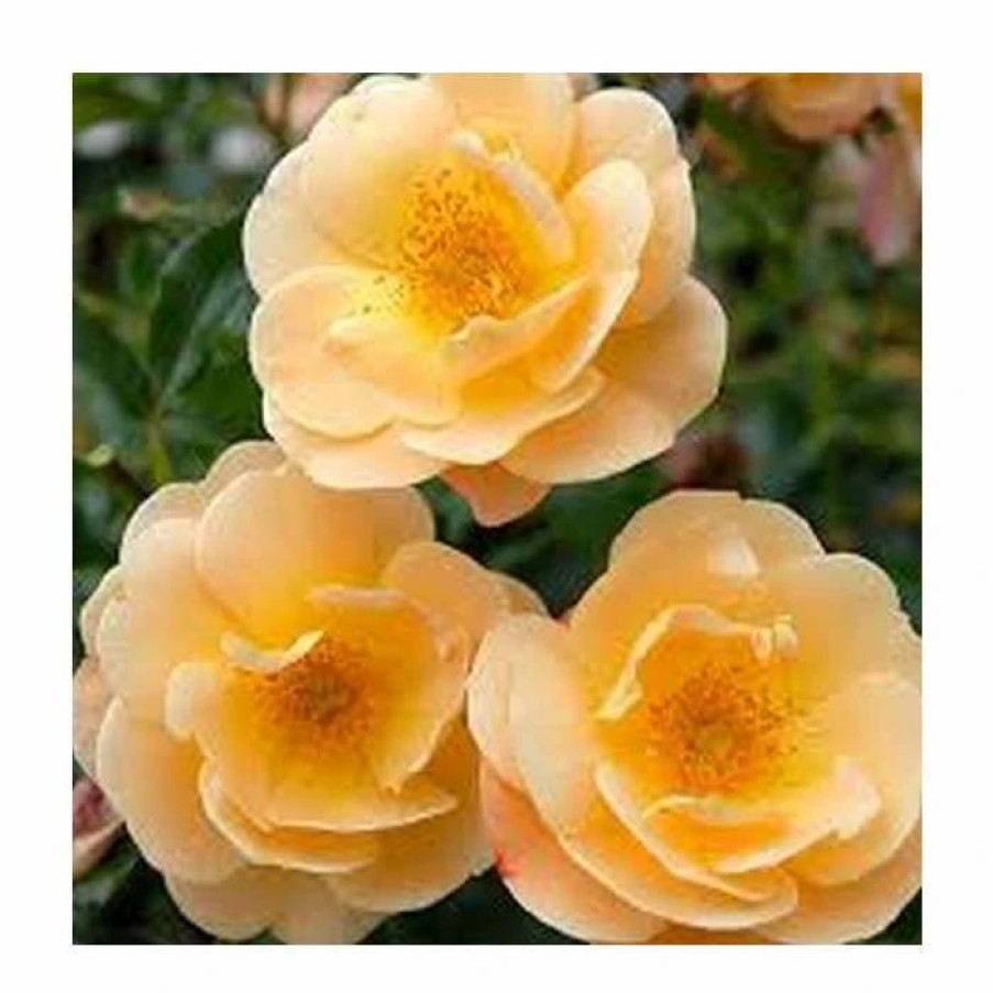 All Ornamental Shrubs * | Flower Carpet Amber' Ground Cover Rose 4L Pot