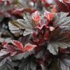 All Ornamental Shrubs * | Physocarpus Opulifolius Little Angel ('Hoogi016') (Pbr) | 2L Pot