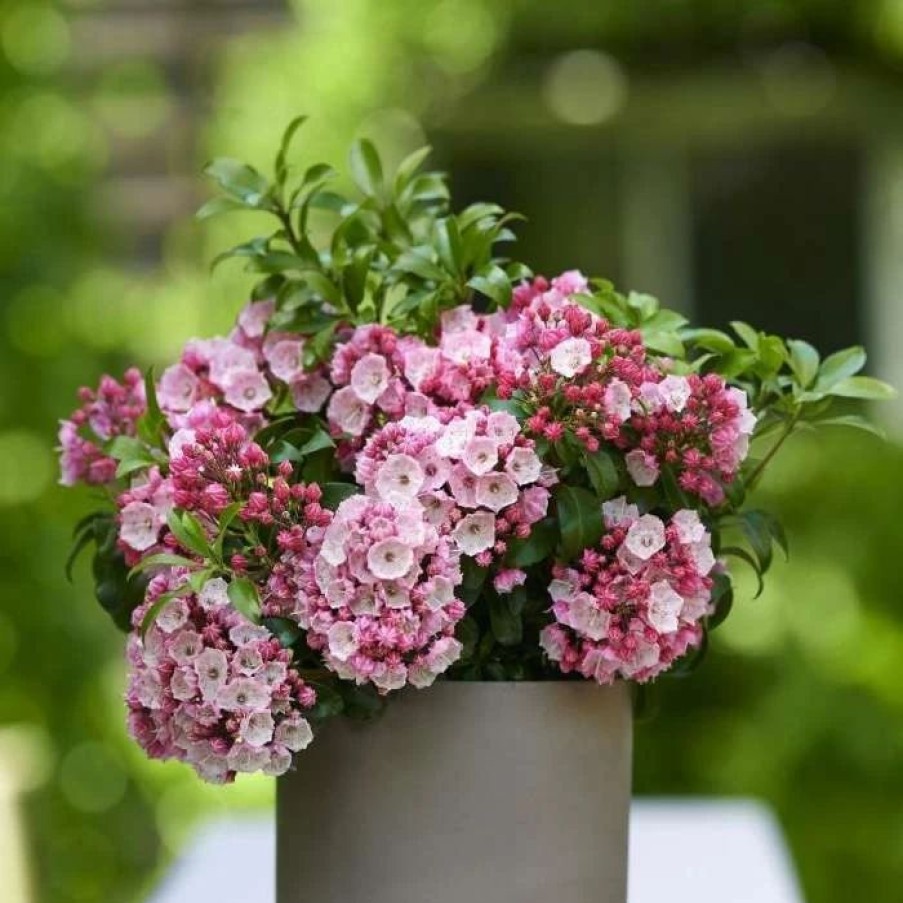 All Ornamental Shrubs * | Kalmia Latifolia Little Linda | 3L Pot