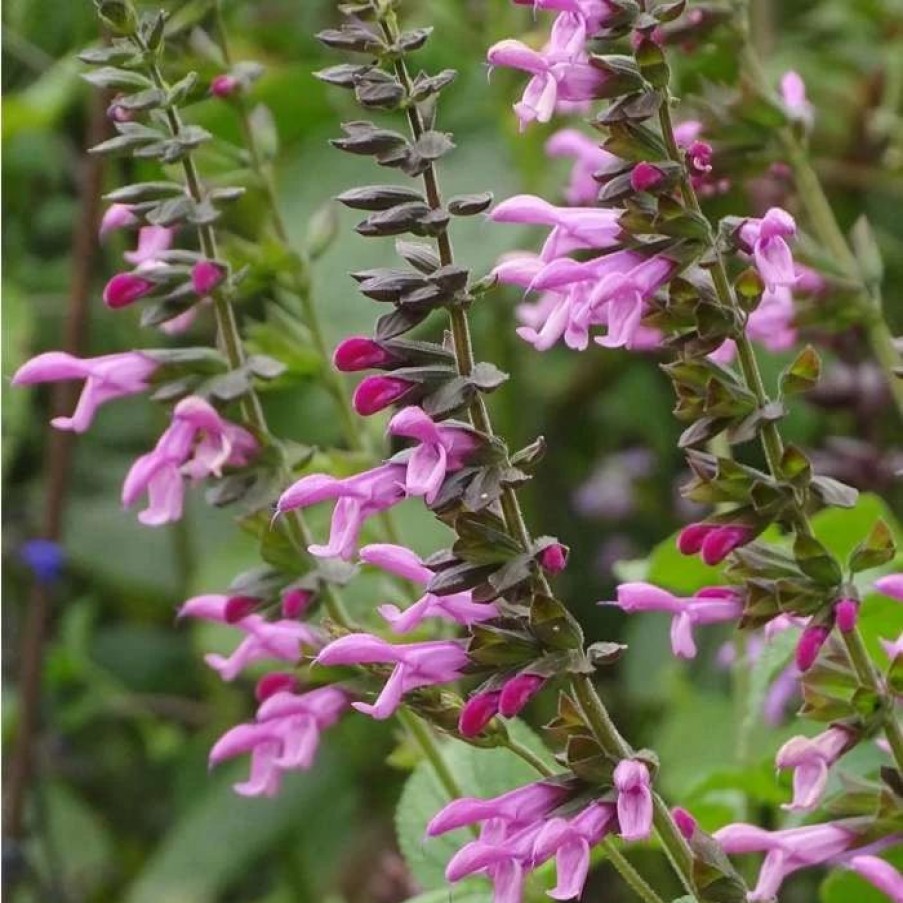 Salvia Plants * | Salvia Pink Amistad ('Arggr17-011') | 9Cm Pot