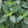 Salvia Plants * | Salvia Elegans | 9Cm Pot