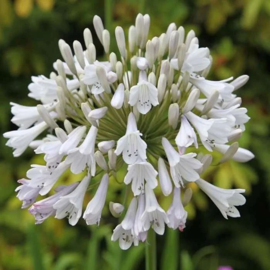 Agapanthus Plants * | Agapanthus Windsor Grey | 2L Pot