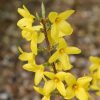 All Ornamental Shrubs * | Forsythia Intermedia Lynwood Variety | 3L Pot