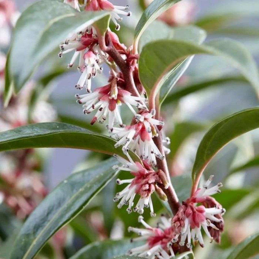 All Ornamental Shrubs * | Sarcococca Hookeriana Winter Gem ('Pmoore03') (Pbr) | 2L Pot