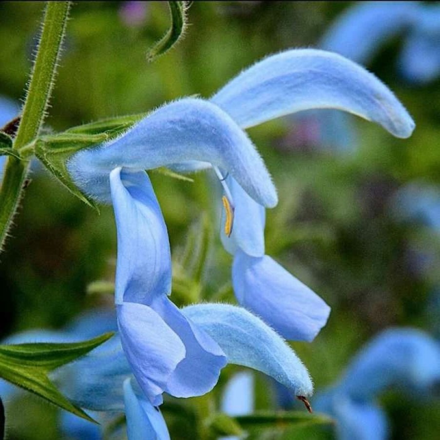 Salvia Plants * | Salvia Patens Beyond Blue | 9Cm Pot