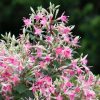 All Ornamental Shrubs * | Fuchsia Walz Jubelteen | 9Cm Pot