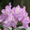 All Ornamental Shrubs * | Rhododendron Robert Seleger | 2 Litre Pot