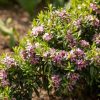 All Ornamental Shrubs * | Daphne Transatlantica Pink Fragrance ('Blapink') (Pbr) | 1.5L Pot