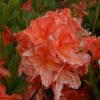 All Ornamental Shrubs * | Rhododendron Koster'S Brilliant Red | 5 Litre Pot