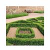 All Ornamental Shrubs * | Buxus Sempervirens | 1L Pot 15-20Cm