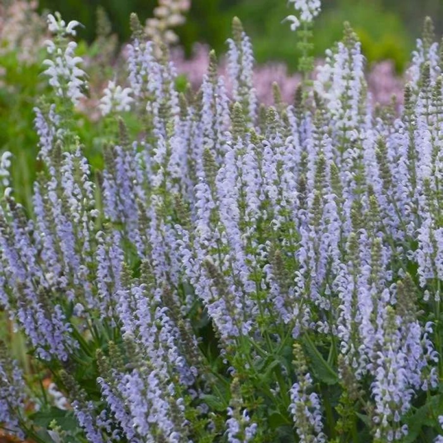 Salvia Plants * | Salvia Nemorosa Crystal Blue (Color Spires Series) | 9Cm Pot