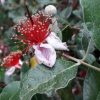 All Ornamental Shrubs * | Feijoa Sellowiana | 2L Pot