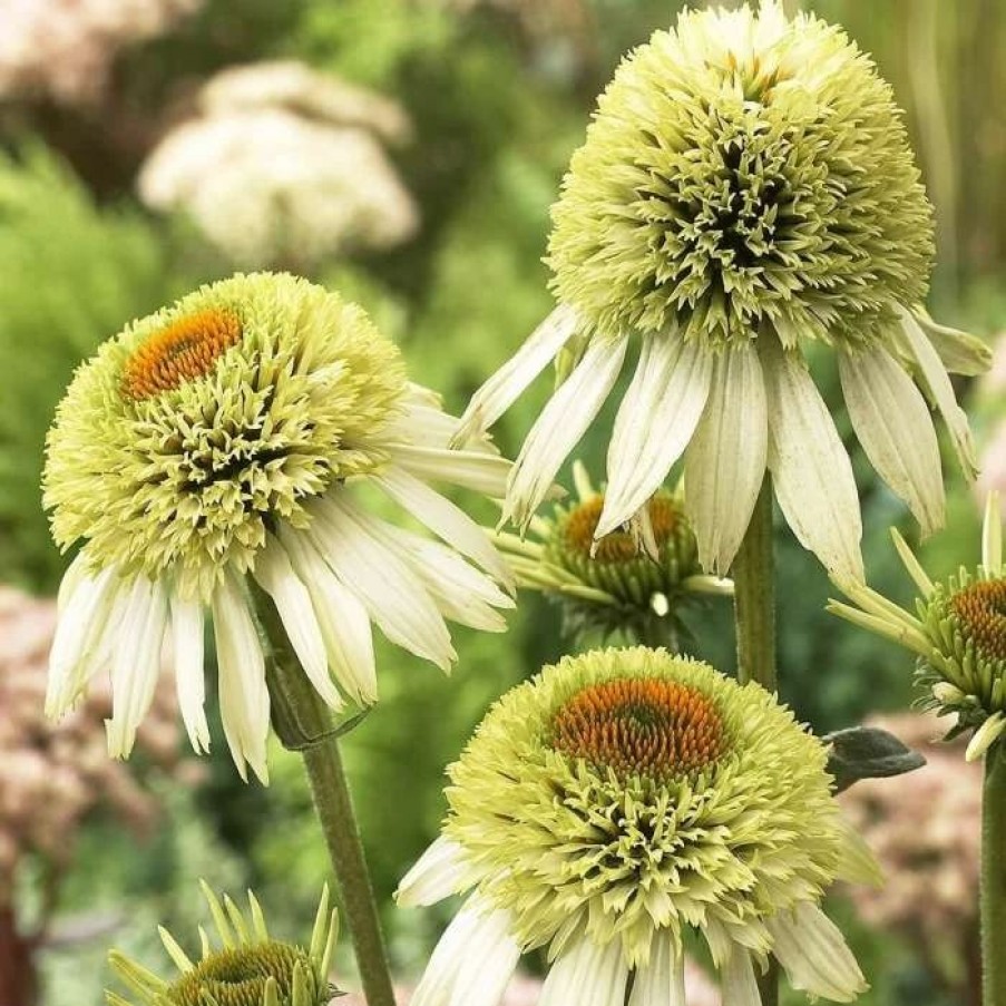 Echinacea Plants * | Echinacea Purpurea Coconut Lime (Pbr) (Cone-Fections Series) | 9Cm Pot