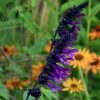 Salvia Plants * | Salvia Amistad (Pbr) | 9Cm Pot