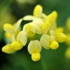 All Ornamental Shrubs * | Coronilla Valentina Subsp. Glauca Citrina | 3 Lt Pot