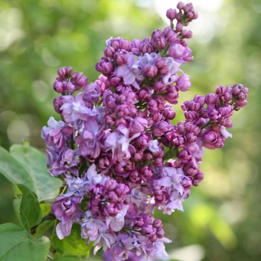 All Ornamental Shrubs * | Syringa Vulgaris Charles Joly | 3L Pot