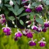 All Ornamental Shrubs * | Fuchsia Eva Boerg | 9Cm Pot