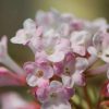 All Ornamental Shrubs * | Viburnum Bodnantense Charles Lamont | 12L Pot