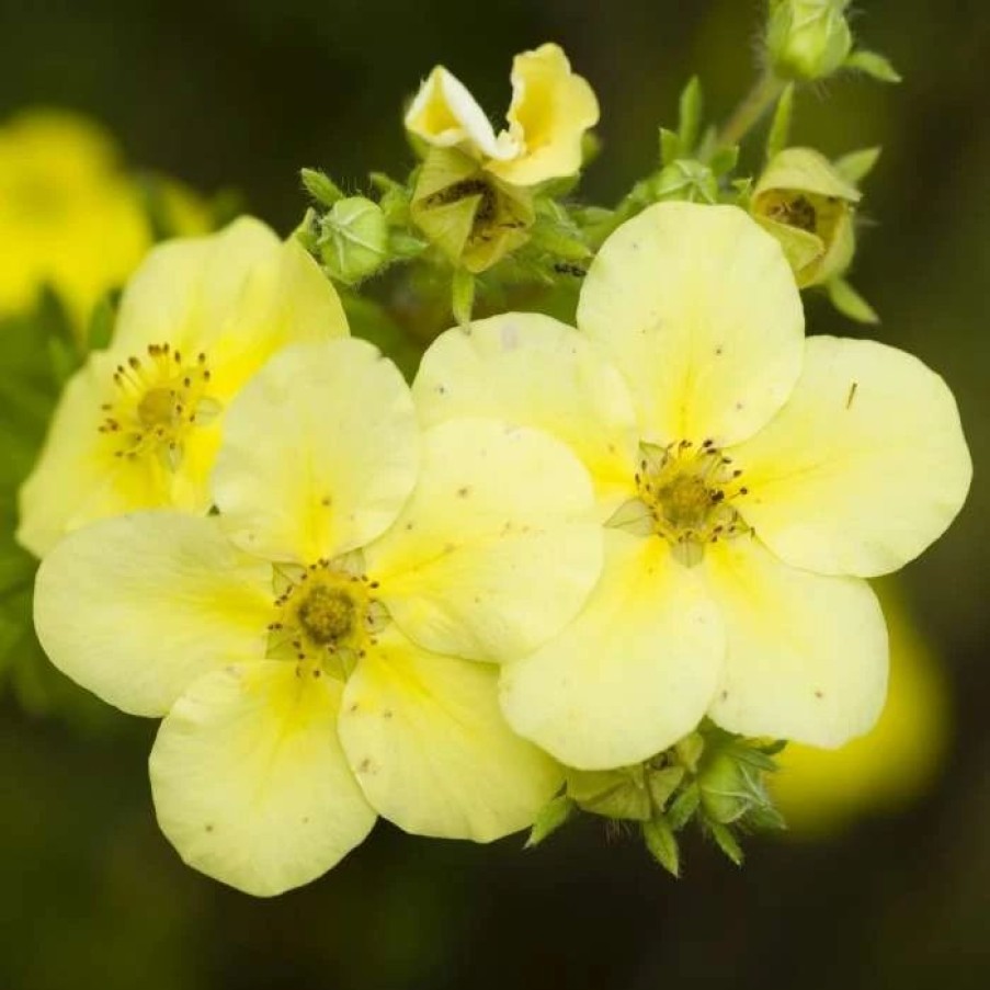 All Ornamental Shrubs * | Potentilla Fruticosa Primrose Beauty | 2L Pot