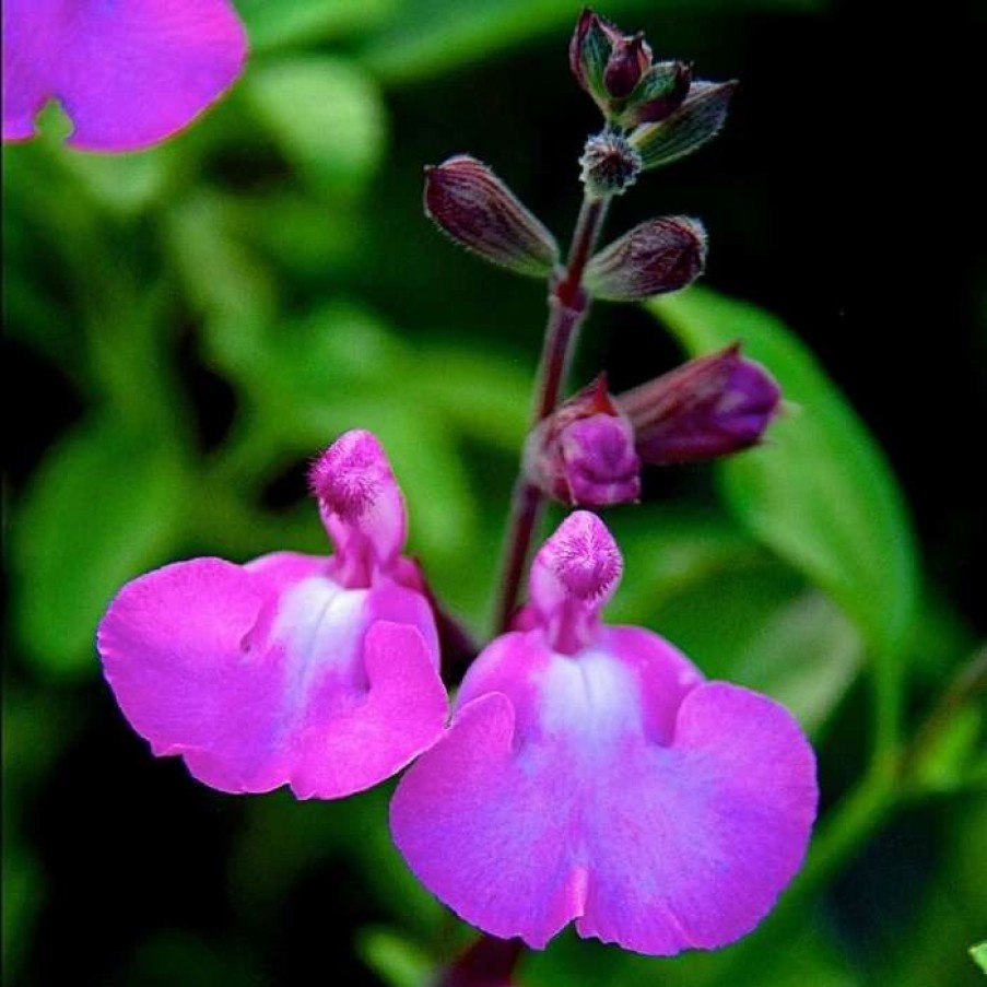 Salvia Plants * | Salvia Greggii Cool Pink | 9Cm Pot