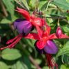 All Ornamental Shrubs * | Fuchsia Lady Boothby | 2 Litre Pot