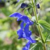 Salvia Plants * | Salvia Patens | 9Cm Pot