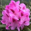 All Ornamental Shrubs * | Rhododendron Cosmopolitan | 2 Litre Pot