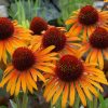 Echinacea Plants * | Echinacea Flame Thrower (Pbr) | 9Cm Pot