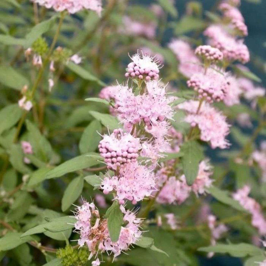 All Ornamental Shrubs * | Caryopteris Clandonensis Stephi ('Lisstep') Pbr) | 2L Pot