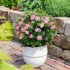 All Ornamental Shrubs * | Rhododendron Bloombux Magenta ('Microhirs9') (Pbr) | 2 Litre Pot