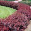 All Ornamental Shrubs * | Berberis Thunbergii F. Atropurpurea | 9Cm Pot