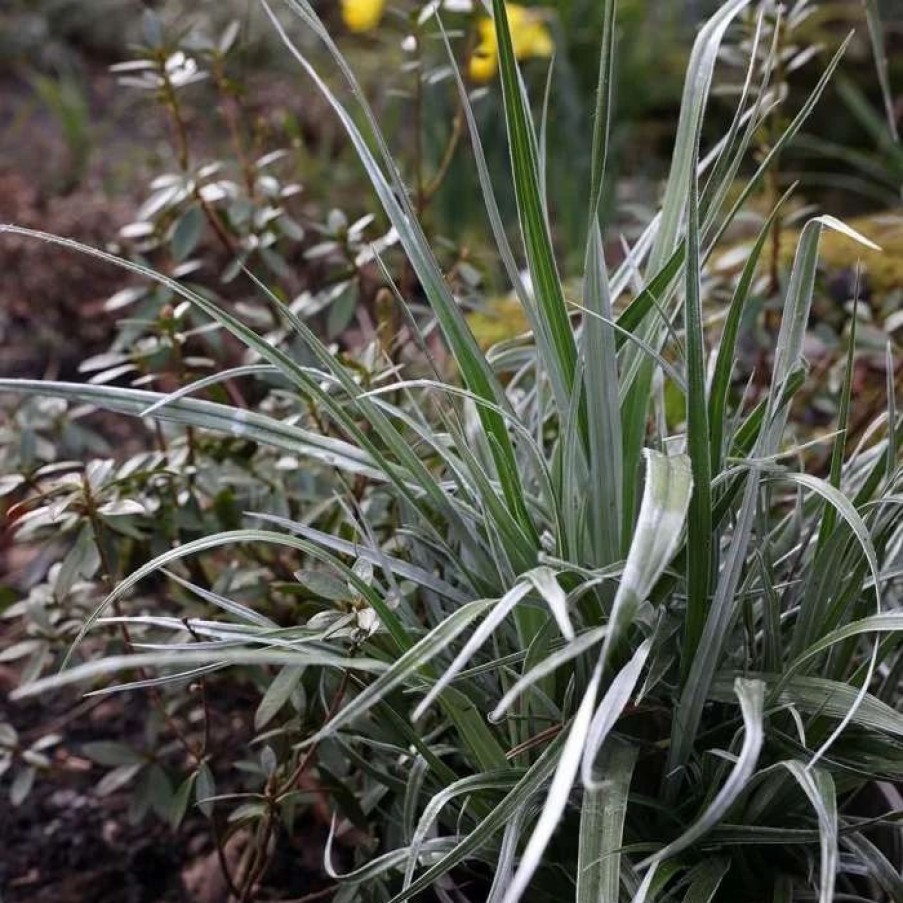 All Ornamental Shrubs * | Astelia Banksii | 2 Litre Pot