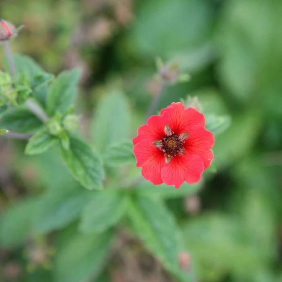 All Ornamental Shrubs * | Potentilla Gibson'S Scarlet | 9Cm Pot