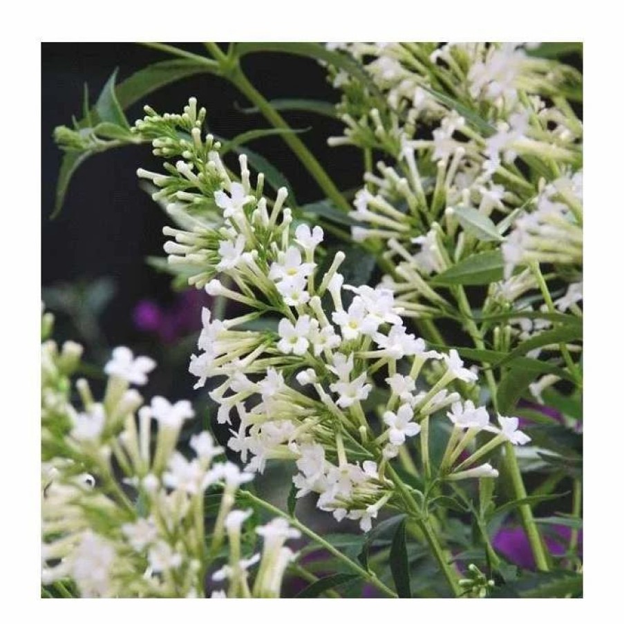 All Ornamental Shrubs * | Buddleja Flutterby Petite Snow White ('Podaras No 15') (Pbr) (Flutterby Petite Series) | 2L Pot