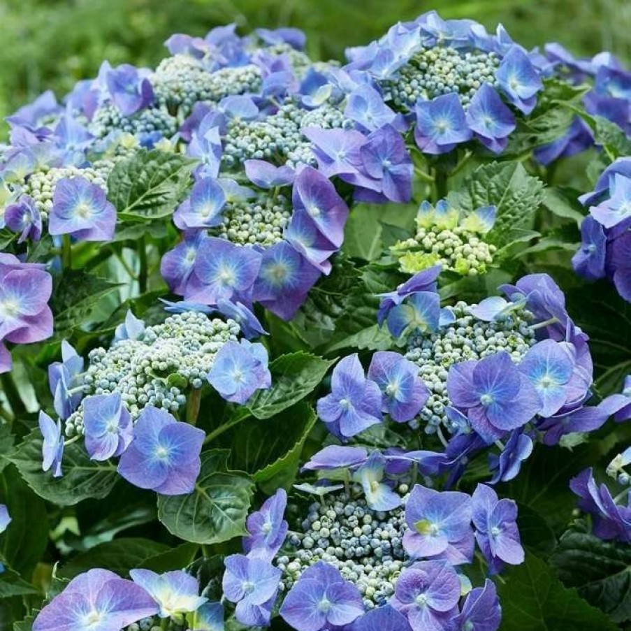 All Ornamental Shrubs * | Hydrangea Macrophylla Teller Blue | 2 Litre Pot