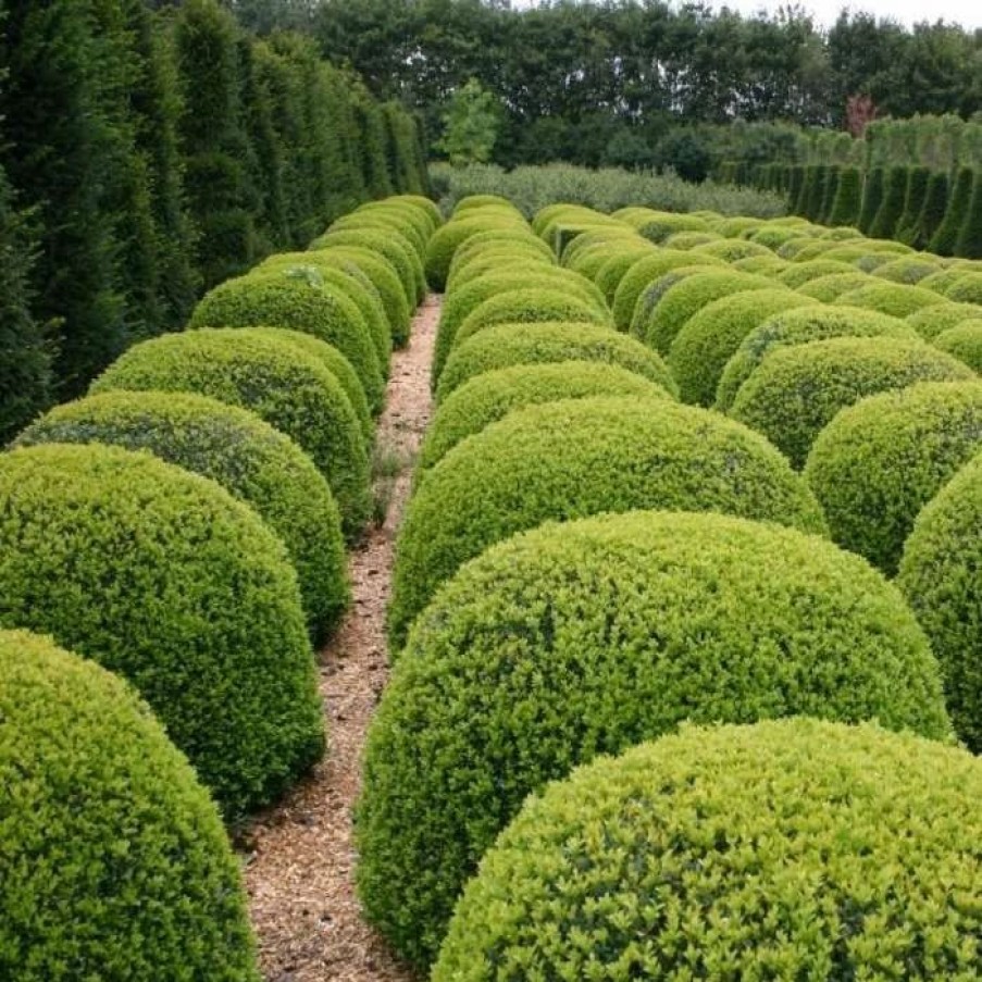 All Ornamental Shrubs * | Buxus Sempervirens | 10 Lt Ball