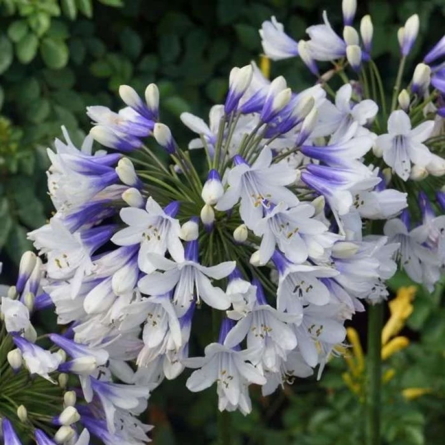 Agapanthus Plants * | Agapanthus Twister ('Ambic001') (Pbr) | 2L Pot