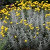 All Ornamental Shrubs * | Santolina Chamaecyparissus | 9Cm Pot