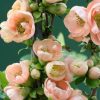 All Ornamental Shrubs * | Chaenomeles Speciosa Geisha Girl | 3 Litre Pot