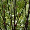 All Ornamental Shrubs * | Cornus Alba Kesselringii | 2L Pot