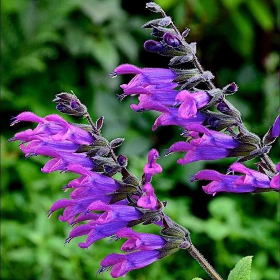 Salvia Plants * | Salvia Amigo | 9Cm Pot