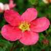 All Ornamental Shrubs * | Potentilla Fruticosa Danny Boy ('Lissdan') (Pbr) | 2L Pot