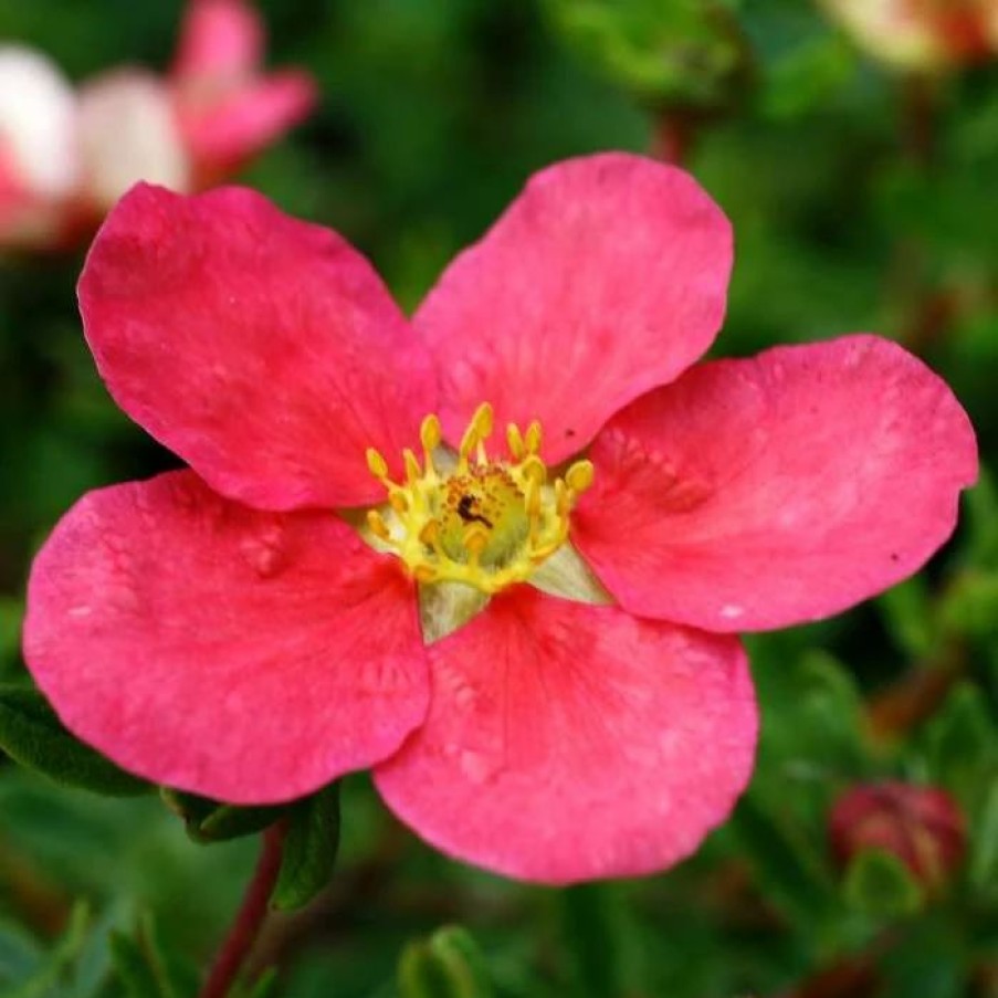 All Ornamental Shrubs * | Potentilla Fruticosa Danny Boy ('Lissdan') (Pbr) | 2L Pot