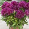 All Ornamental Shrubs * | Rhododendron Polarnacht | 5 Litre Pot