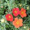 All Ornamental Shrubs * | Potentilla Fruticosa Marian Red Robin ('Marrob') (Pbr) | 2L Pot