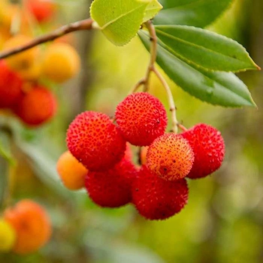 All Ornamental Shrubs * | Arbutus Unedo | 2L Pot