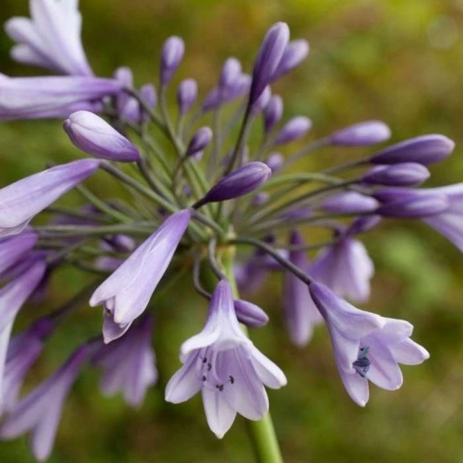 Agapanthus Plants * | Agapanthus Liam'S Lilac | 9Cm Pot