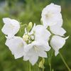 Campanula Plants * | Campanula Persicifolia Var. Alba | 2L Pot