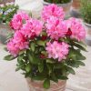 All Ornamental Shrubs * | Rhododendron Hachmann'S Polaris | 4 Litre Pot